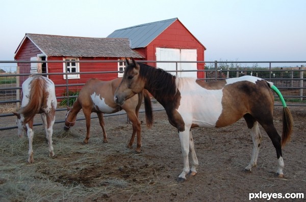Horse Rescue Farm